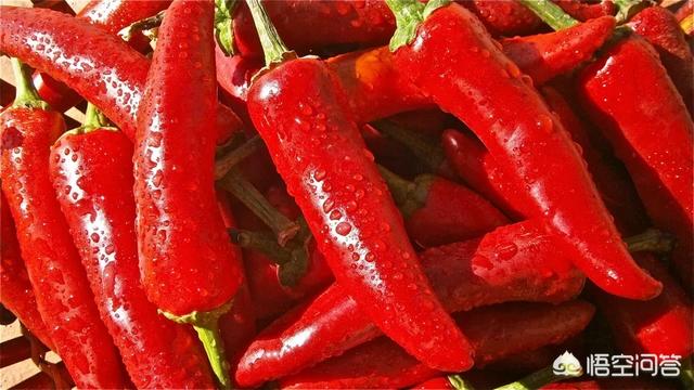 花叶芋根结线虫病:农村种植辣椒，应该如何防治病虫害？