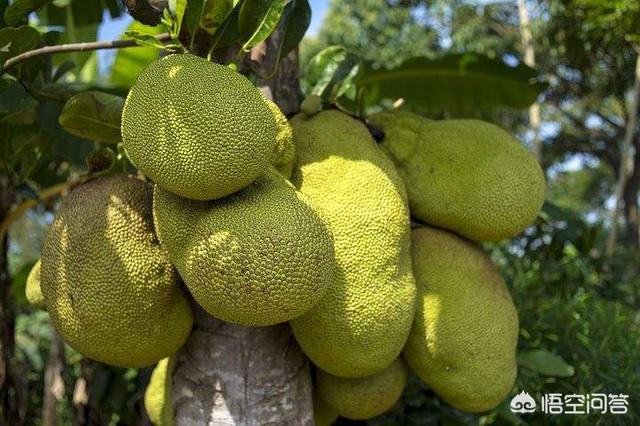 波罗蜜怎么去皮？