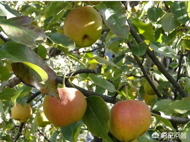 爱博欣红乳葡萄:新乡地区种植哪种葡萄最好？