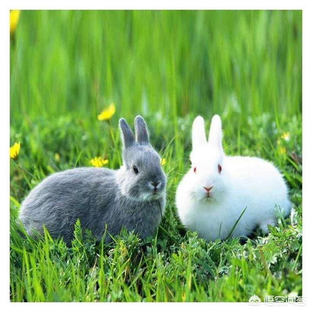 兔子吃什么草:兔子拉稀吃什么草，兔子拉稀吃什么草能好？