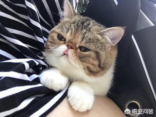重庆 异短猫:异短猫拉稀了，要多久才会好？