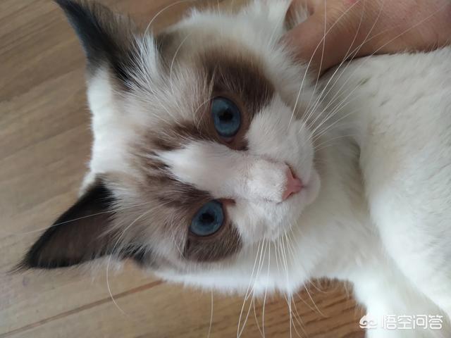 头条问答 - 布偶猫小时候是尖脸吗,布偶猫三个月脸尖?(2个回答)