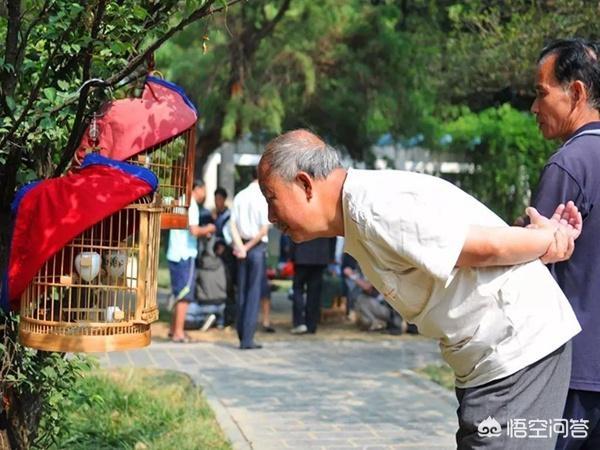 东东画眉鸟的饲养视频:日常饲养画眉鸟如何了解身体状况？