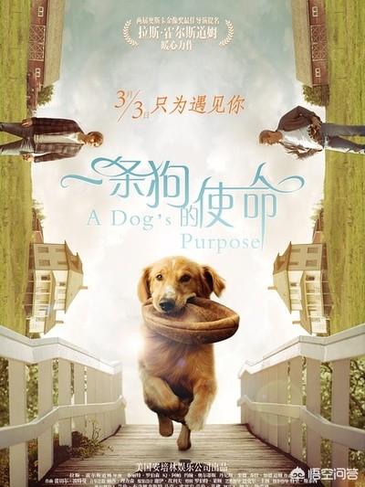富贵吉娃娃1国语完整版下载:你看过关于狗狗的电影有哪些呢？什么电影印象最深刻呢？