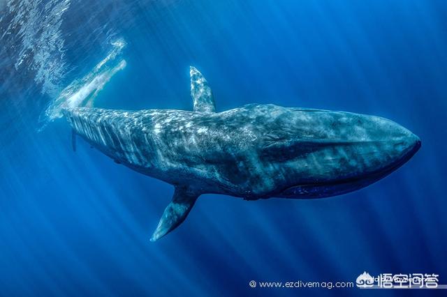 蓝鲸的祖先是陆地上的吗？它们是如何进化又回到水里面去了呢？为何要逆向进化？