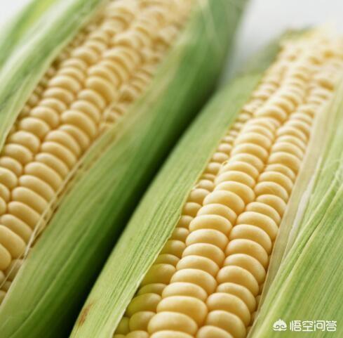 蓝眼皇冠豹多少钱一个:当前的玉米该咋种植管理？
