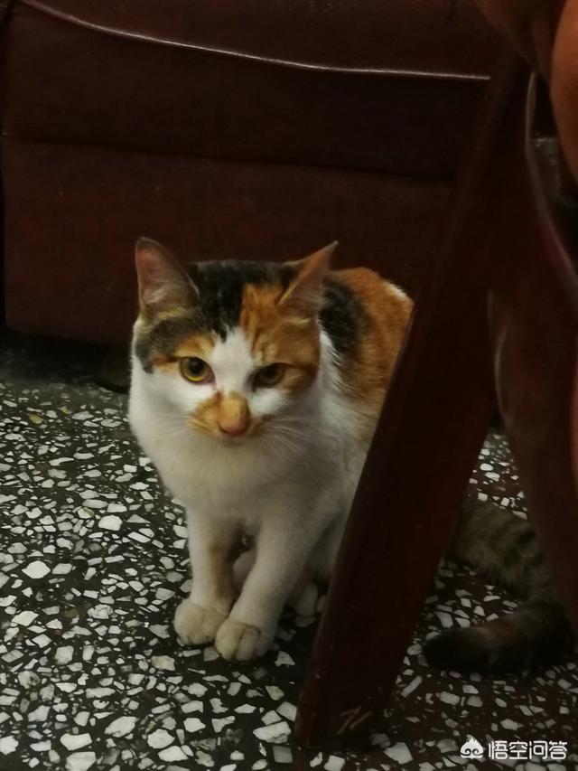 布偶猫园:布偶猫能一直关在笼子里吗？