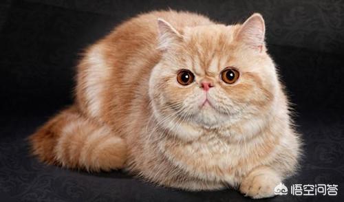 异国短毛猫 打喷嚏:异国短毛猫口臭是怎么回事？和猫粮有关吗？