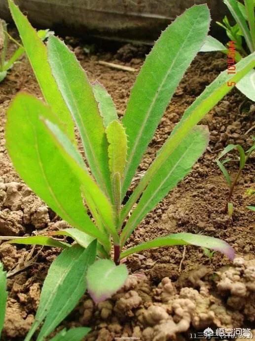 狼毒草,春天里，农村什么样的野菜有毒？