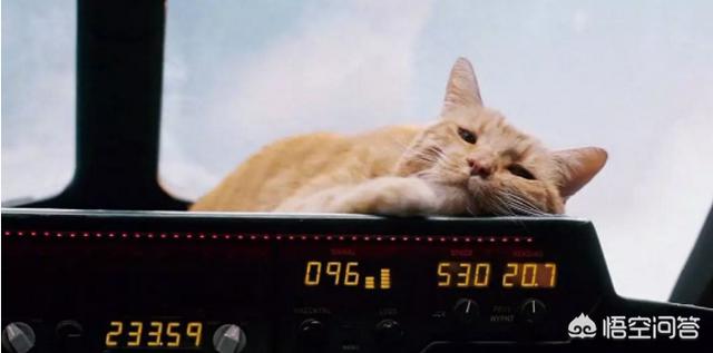 缅因猫兽到底是什么:《惊奇队长》中的那只猫咪是什么来头？