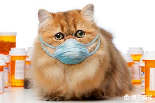 治疗猫咪感冒的措施，猫咪感冒鼻子堵了，怎么解决