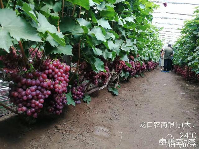 露天葡萄种植技术大全:露天种植什么品种的葡萄品质好效益高？