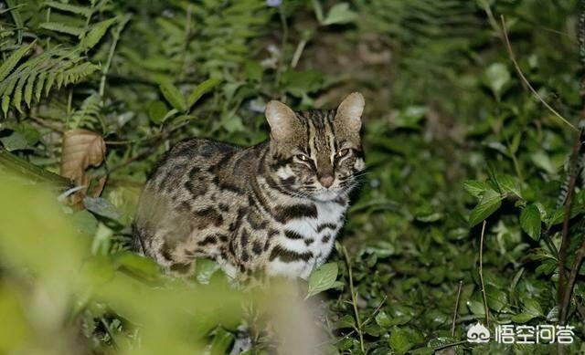 豹猫咪品种大全及图片:我国野生的豹猫还多吗？为什么？