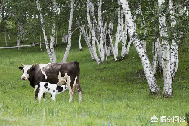 牛病毒种类:病毒的种类有多少种 牛打疫苗后几天打虫子可以？