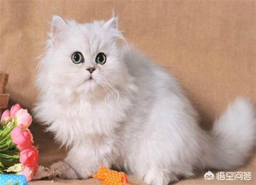 金吉拉猫图片:金吉拉会拉稀水吗，猫咪拉稀怎么办？金吉拉拉稀水会好吗？