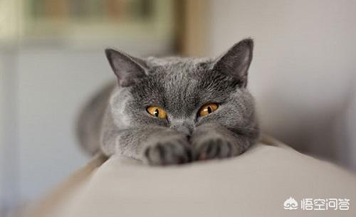 卡尔特猫的猫窝里面很臭:卡尔特猫最近两天拉肚子怎么对付？卡尔特猫拉肚容易好吗？ 卡尔特猫是短鼻猫吗