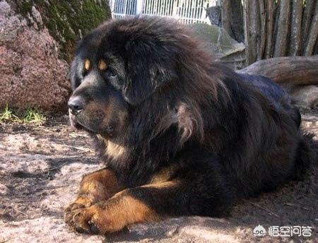 朱茵家的藏獒:被寄养在老板家的藏獒咬伤，该找谁赔偿？