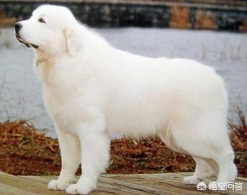 大白熊幼犬喂什么食物:大白熊犬便秘是环境原因吗？