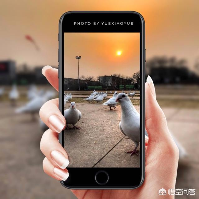 爱拍宠物摄影:爱好摄影的你，感觉自己是什么水平？晒出三张照片来分享一下吧？