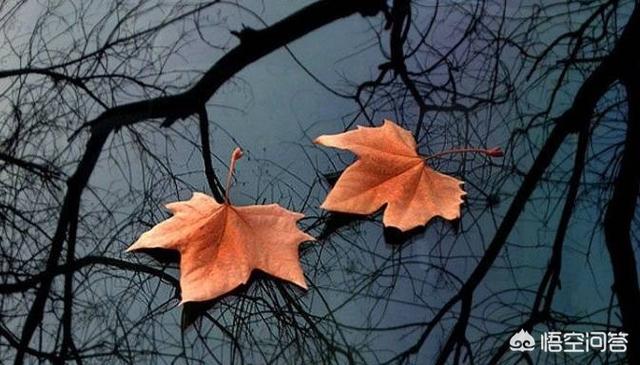 头条问答 - 当叶子离开树的那一刻意味着什么?(53个回答)
