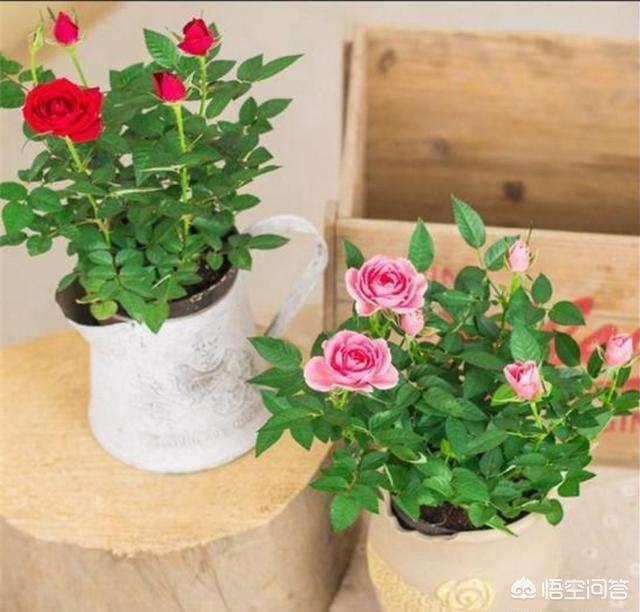 丽纹龙蜥繁殖:如何提高扦插植物的成活率？