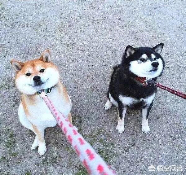 宠物狗训练秘籍电子书:对狗狗训练会改变狗狗的性格吗？