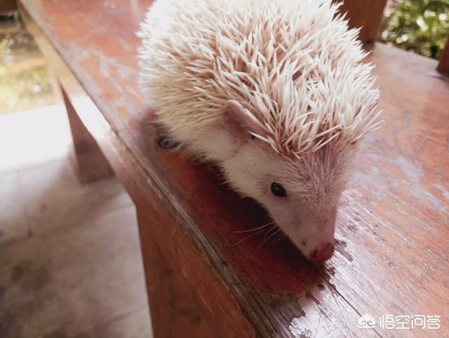 宠物兔拉肚子:小白兔拉肚子老是张嘴是要吃什么吗？