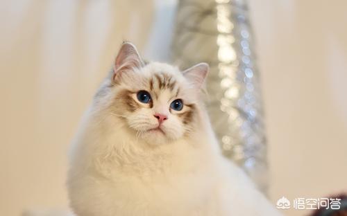 布偶猫吧 很瘦:布偶猫怎么脸尖眼睛小呢？怎么才可以把布偶猫养胖养好看？ 布偶猫很瘦不长肉怎么办