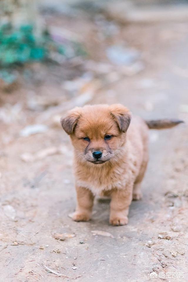 中国田园守望犬:中华田园犬升级为中国唐狗，对此你怎么看？