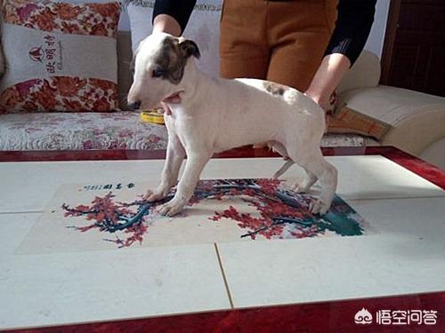 辛集灵提犬:灵缇幼犬腿站不直的原因是什么？