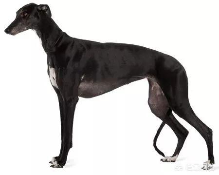 辛集灵提犬:灵缇幼犬腿站不直的原因是什么？