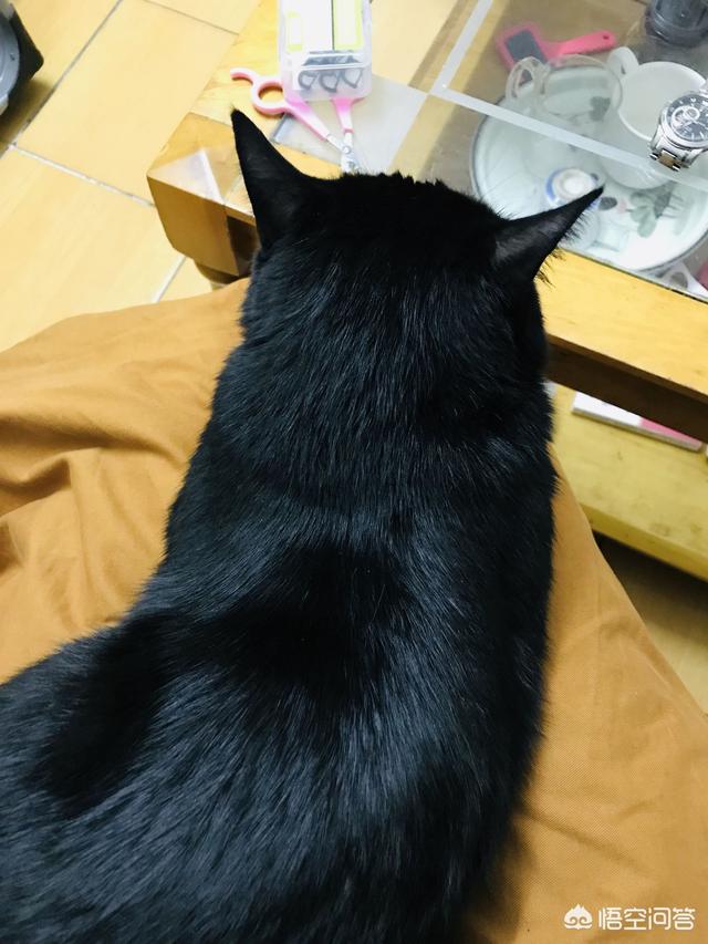 小萌猫红小胖:你家的宠物都是怎么来的呢？