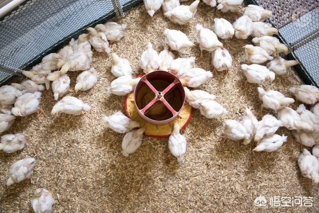 鸡球虫疫苗怎样储存:小鸡苗出壳半个月内要打哪些疫苗？要怎么打？
