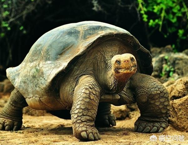 加拉巴哥群岛阅读:加拉帕戈斯群岛地处赤道地区却终年寒冷，为什么？