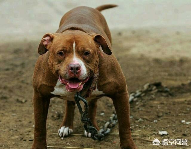 马士提夫獒犬比特犬:世界上的四大金刚猛犬是哪四种狗？为什么？
