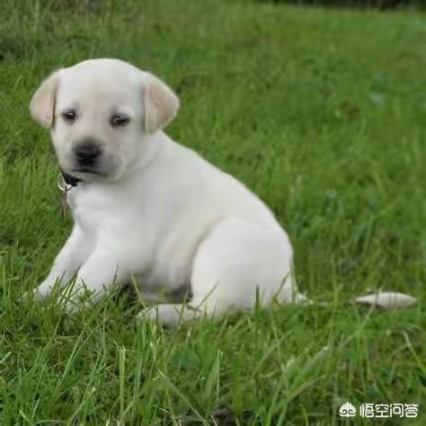赛级金毛断尾吗:6个月的金毛，毛毛还是很短怎么办？ 金毛需要断尾吗