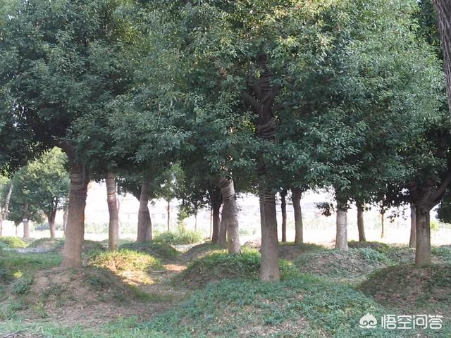 福州街道香樟树的特点:香樟树可以在豫北种植吗？怎么样才能提高成活率？