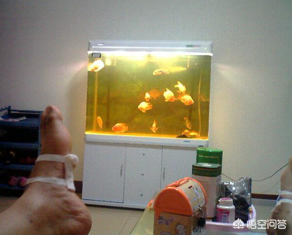 生态水族箱 品牌:大家喜欢什么品牌的鱼缸？
