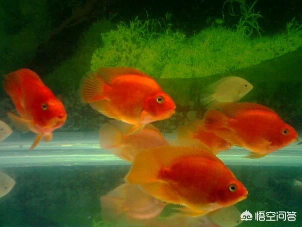 生态水族箱 品牌:大家喜欢什么品牌的鱼缸？