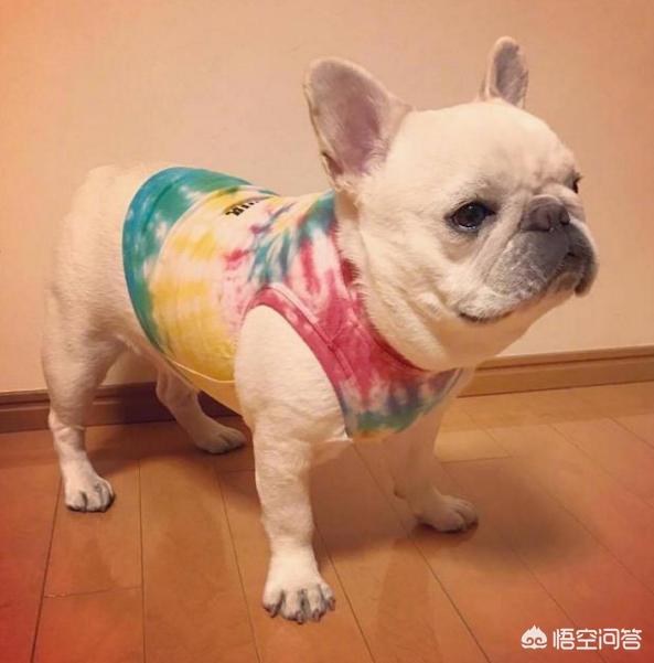 法国斗牛犬母很难养吗:饲养法牛需要避开哪些误区？
