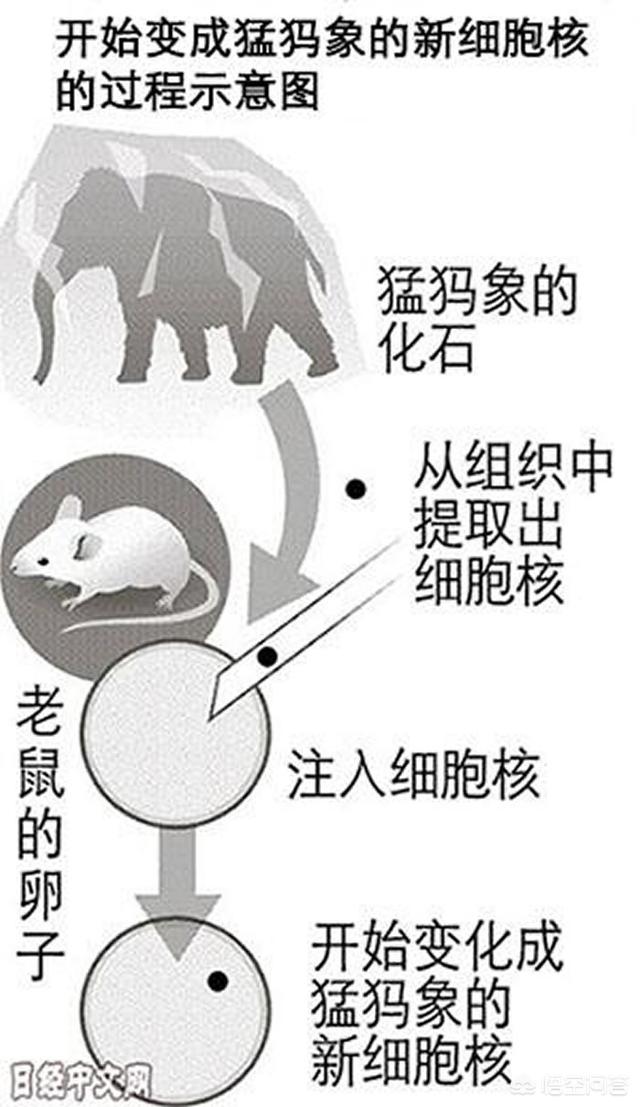 科学家们正在复活猛犸象？，如果猛犸象复活计划成功了，人类会灭绝吗？你怎么看？