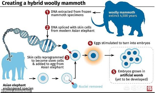 科学家们正在复活猛犸象？，如果猛犸象复活计划成功了，人类会灭绝吗？你怎么看？