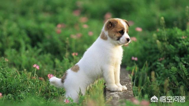 秋田犬八千電影趨勢:如果狗主人去世后，狗会记住狗主人多久？有何依据？