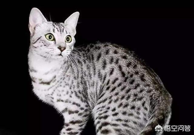 埃及猫:埃及猫尿不出来正常吗？埃及猫尿不出来有解决办法吗？