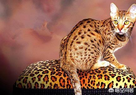 埃及猫:埃及猫尿不出来正常吗？埃及猫尿不出来有解决办法吗？