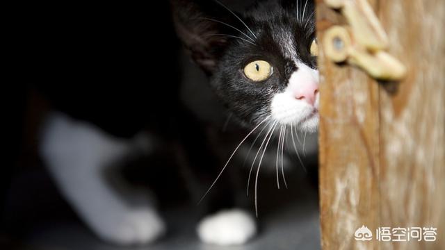 猫咪血尿可自己好么:猫咪尿血常见吗，猫咪尿血如何对付？