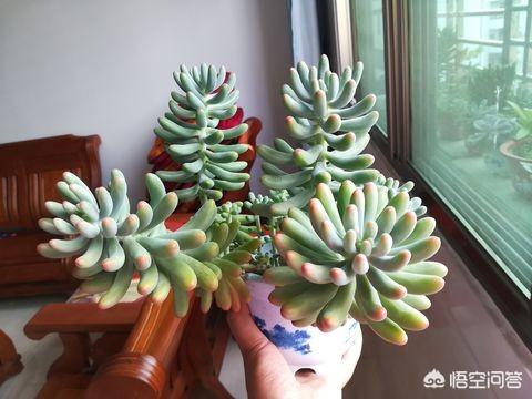 八千代养护:为什么我的果冻乙女心出状态是猪肝色而不是果冻色？