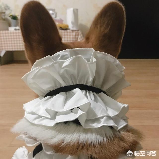 柯基狗的视频:柯基犬断了尾巴怎么感觉还有一点点？