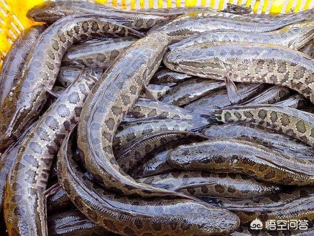 食人鲳是淡水鱼吗:食人鲳是淡水鱼还是海水鱼 食人鱼为什么会在我国出现？