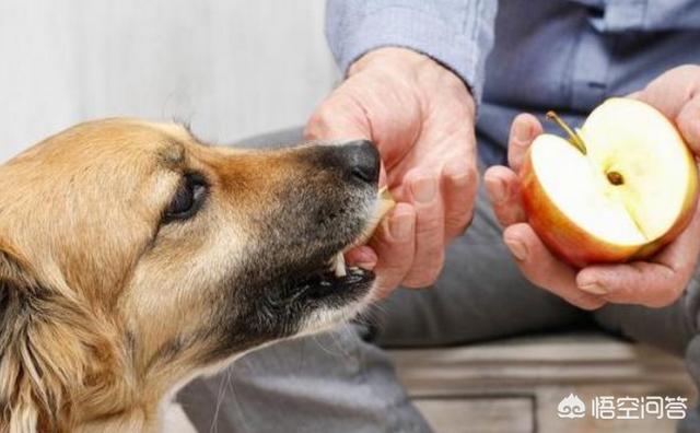 狗狗健康:如何让胖狗狗更加健康长寿？